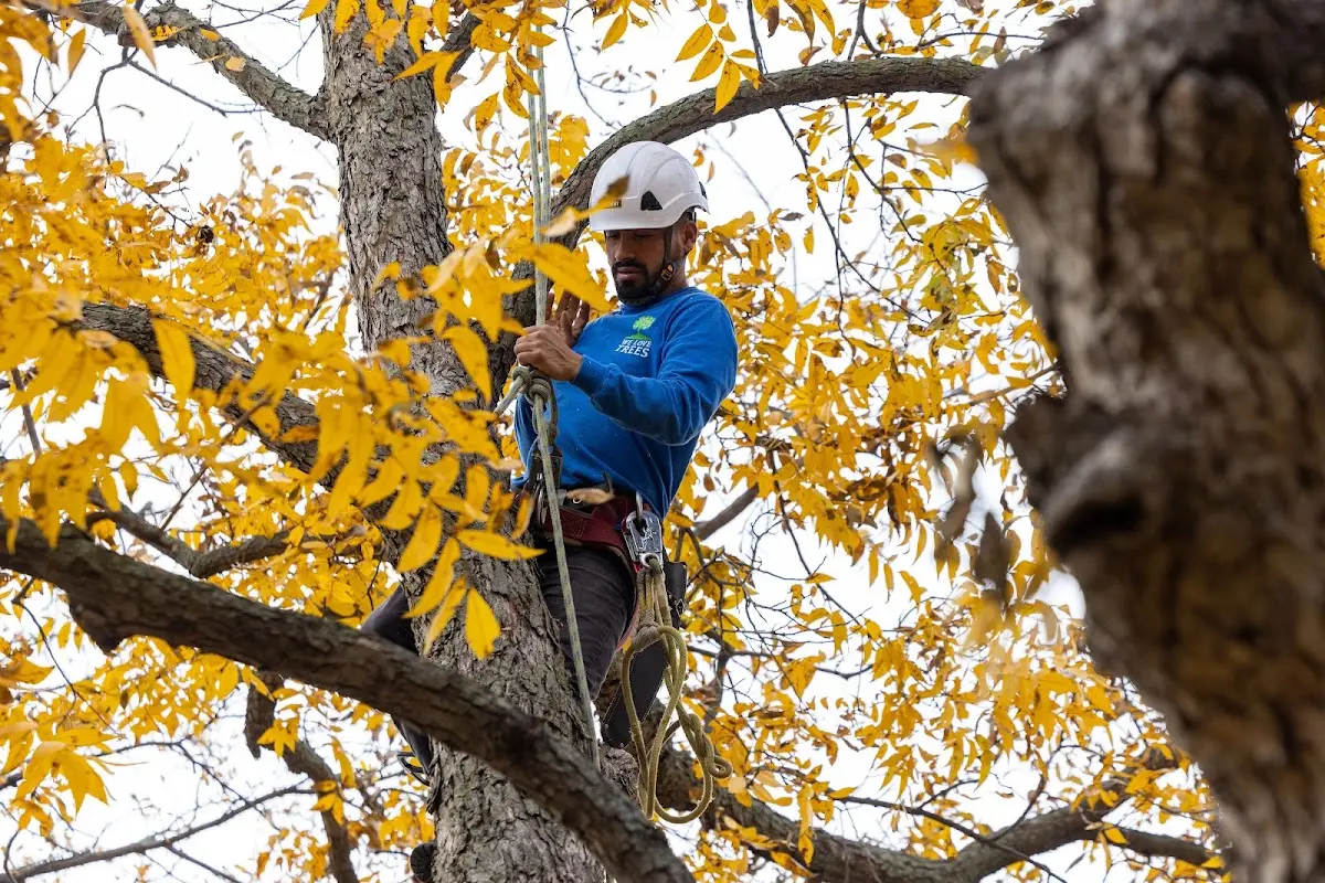 Skilled Storm Damage Cleanup crew working in Concord
